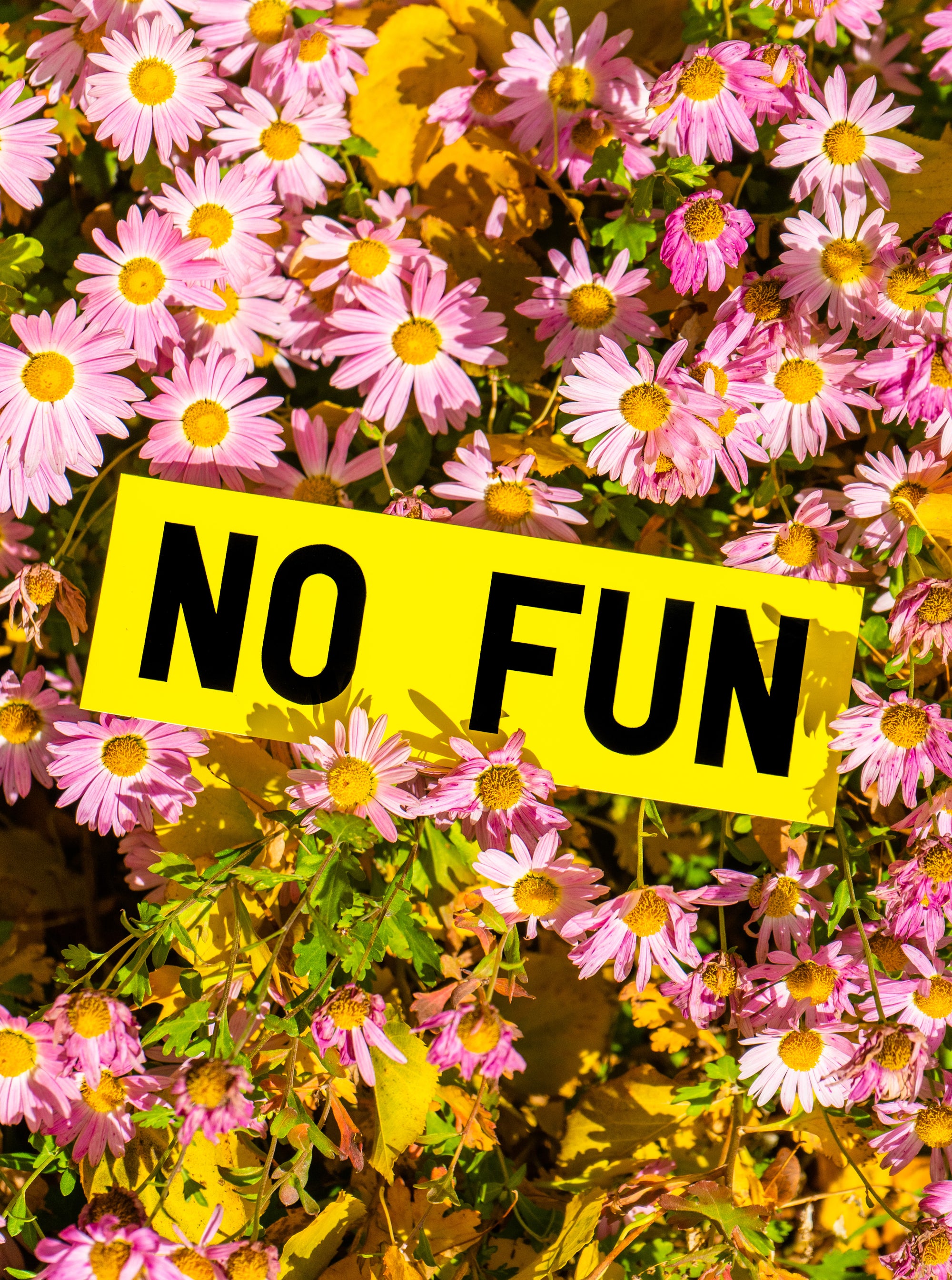 "No Fun®" Bumper Sticker